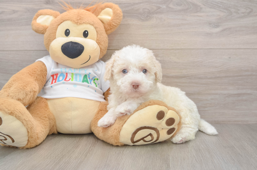 5 week old Mini Labradoodle Puppy For Sale - Puppy Love PR