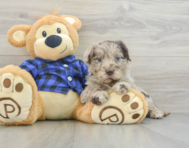 7 week old Mini Labradoodle Puppy For Sale - Puppy Love PR