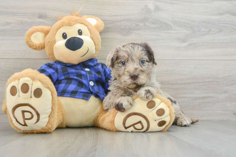 6 week old Mini Labradoodle Puppy For Sale - Puppy Love PR