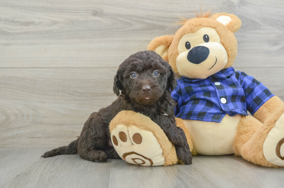 6 week old Mini Labradoodle Puppy For Sale - Puppy Love PR