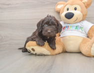 5 week old Mini Labradoodle Puppy For Sale - Puppy Love PR