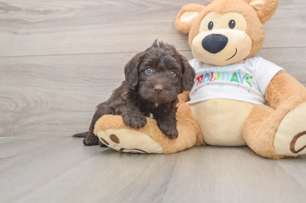 5 week old Mini Labradoodle Puppy For Sale - Puppy Love PR