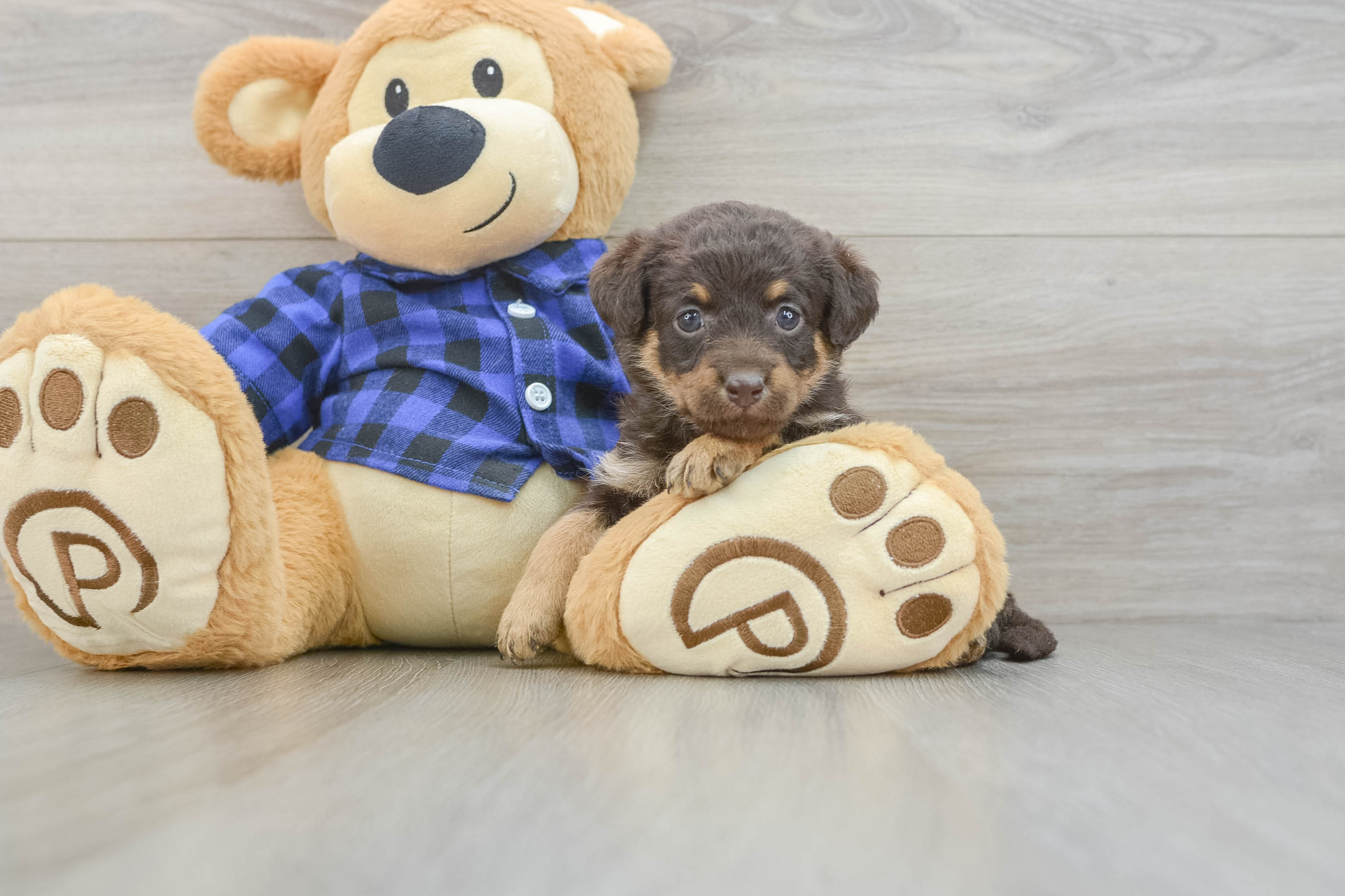 Smart Mini Labradoodle Poodle Mix Pup
