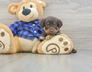 7 week old Mini Labradoodle Puppy For Sale - Puppy Love PR