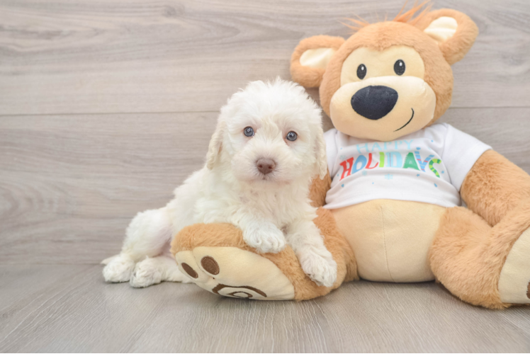 Small Mini Labradoodle Baby