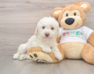 5 week old Mini Labradoodle Puppy For Sale - Puppy Love PR