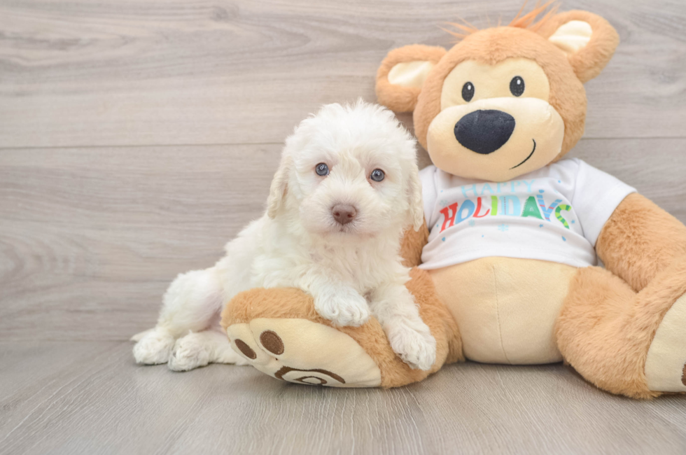 5 week old Mini Labradoodle Puppy For Sale - Puppy Love PR