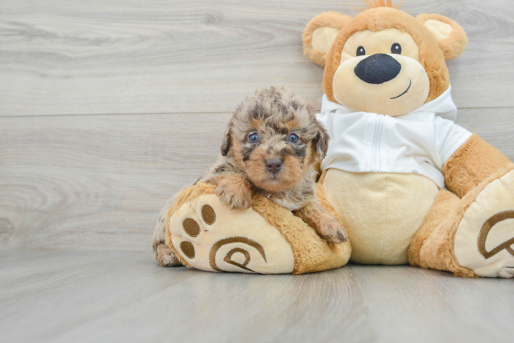 Meet Raina - our Mini Labradoodle Puppy Photo 1/3 - Puppy Love PR Mini Labradoodle Pup Being Cute
