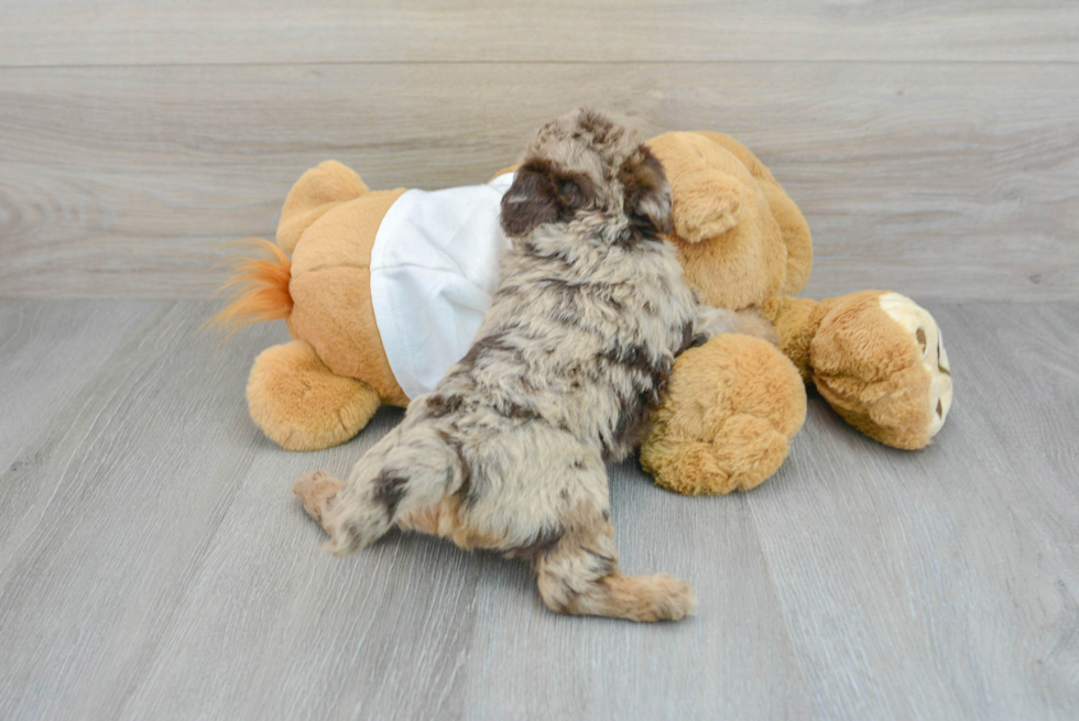 Petite Mini Labradoodle Poodle Mix Pup