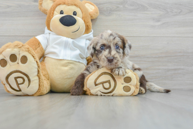 Meet Raya - our Mini Labradoodle Puppy Photo 1/3 - Puppy Love PR Best Mini Labradoodle Baby