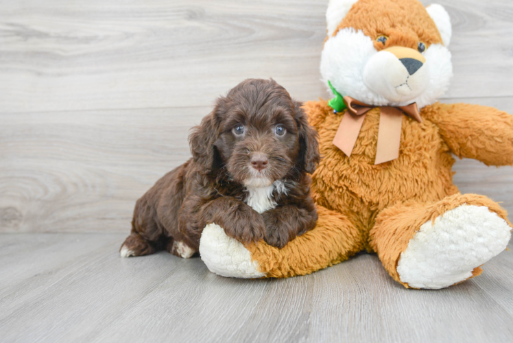 Cute Mini Labradoodle Poodle Mix Pup