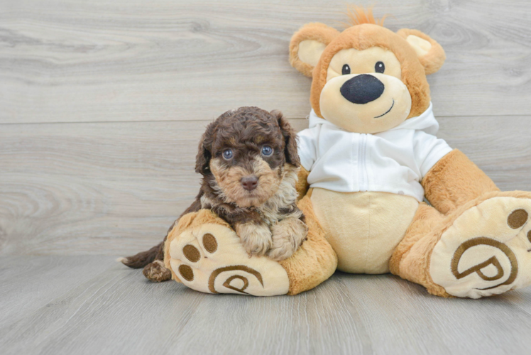 Meet Reagan - our Mini Labradoodle Puppy Photo 1/3 - Puppy Love PR Happy Mini Labradoodle Baby