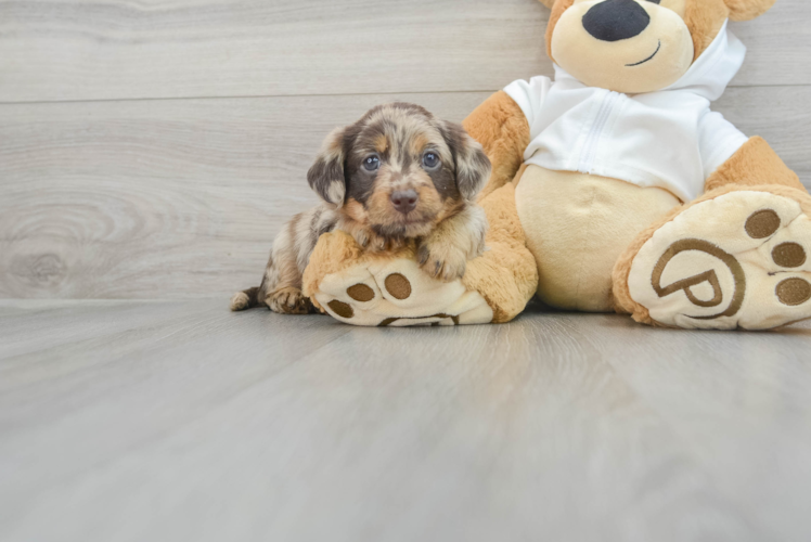 Meet Reign - our Mini Labradoodle Puppy Photo 1/3 - Puppy Love PR Best Mini Labradoodle Baby