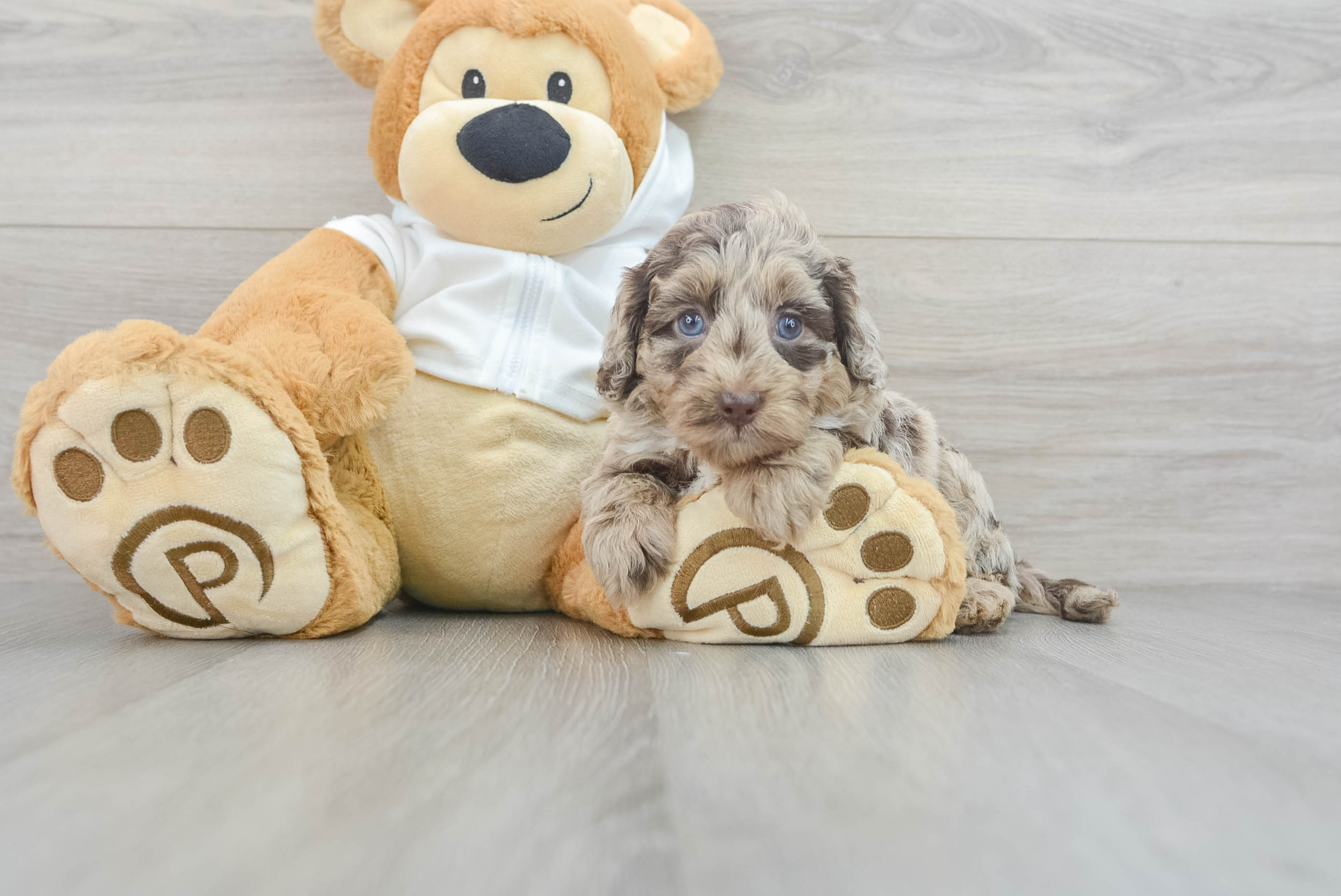 Cute Mini Labradoodle Baby