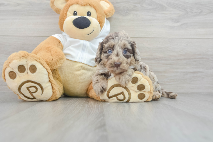 Meet Remedy - our Mini Labradoodle Puppy Photo 1/3 - Puppy Love PR Cute Mini Labradoodle Baby