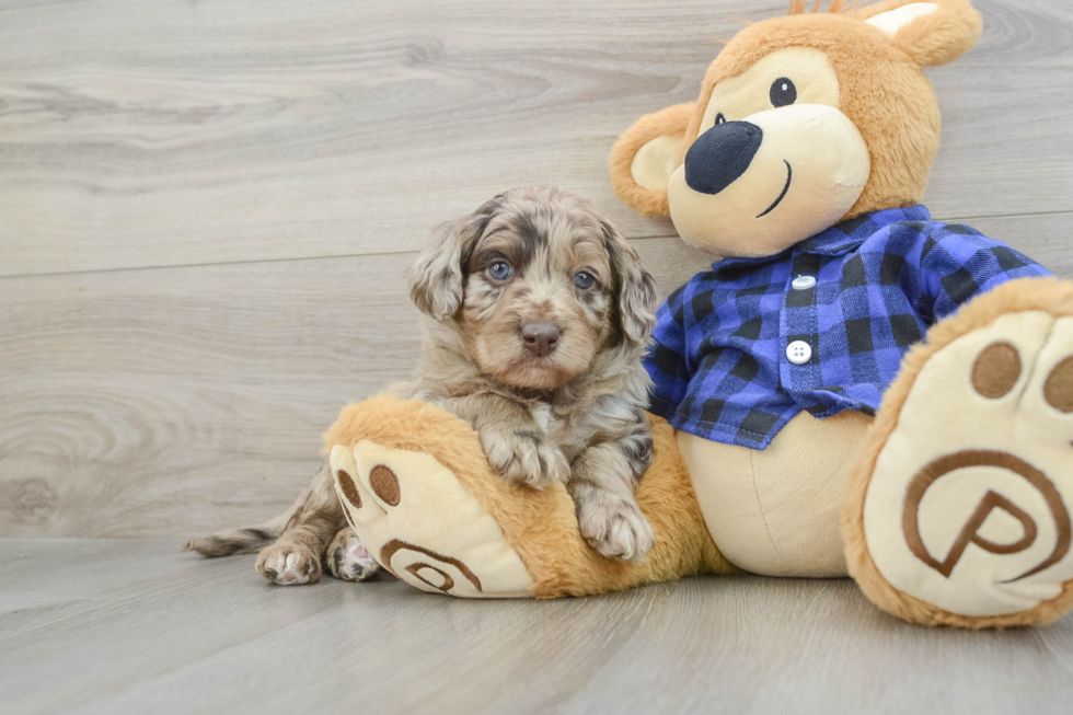 Friendly Mini Labradoodle Baby