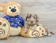 5 week old Mini Labradoodle Puppy For Sale - Puppy Love PR