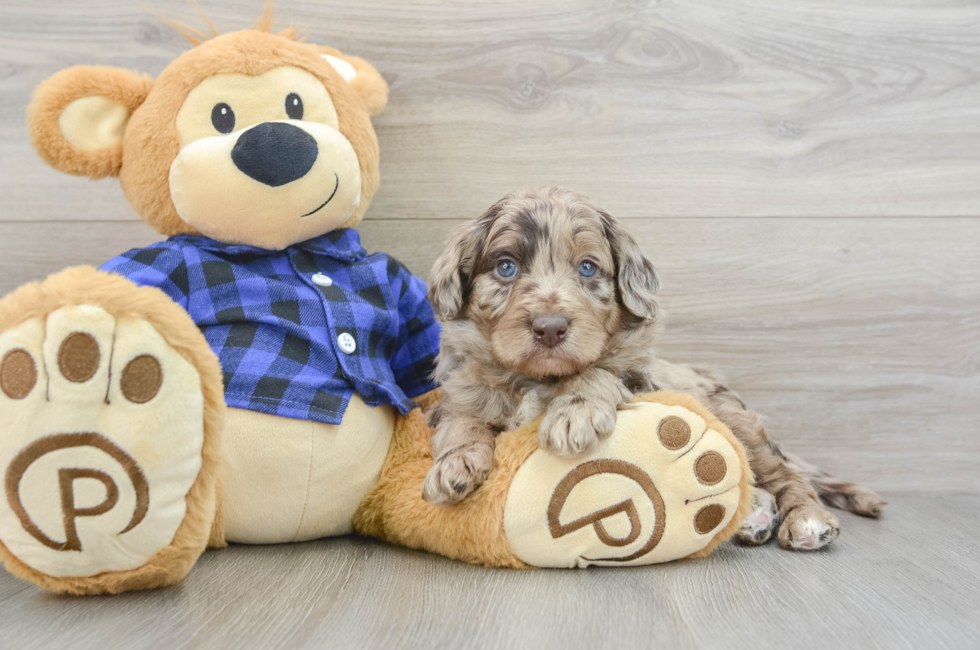 5 week old Mini Labradoodle Puppy For Sale - Puppy Love PR