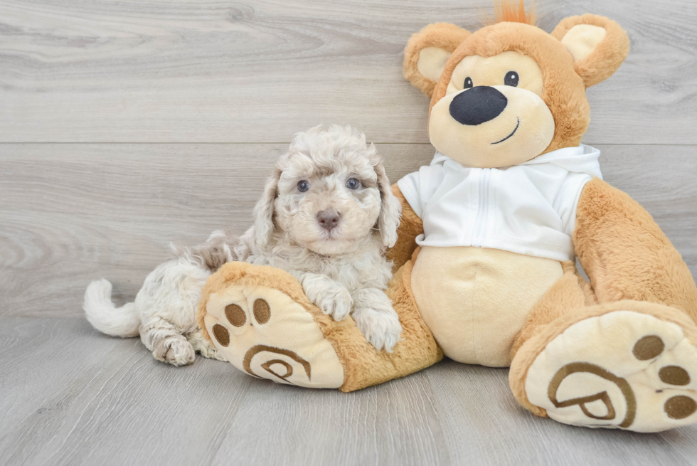 Cute Mini Labradoodle Baby