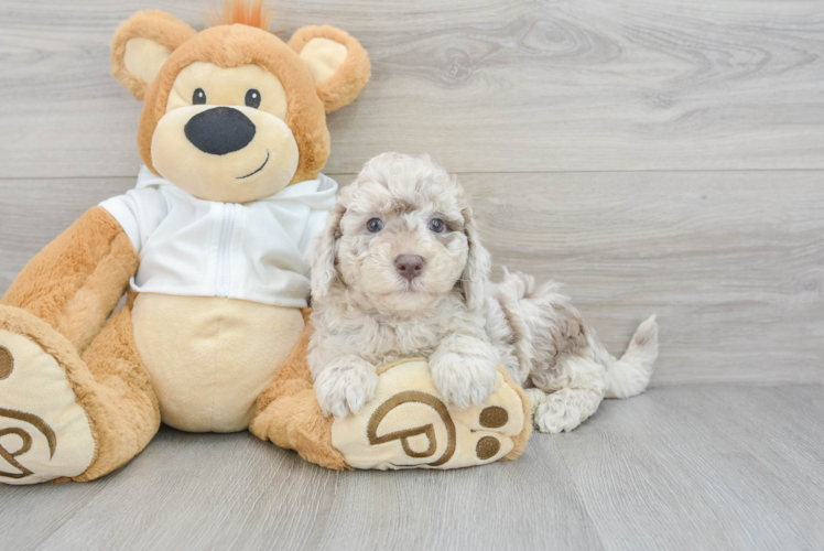 Meet Rihanna - our Mini Labradoodle Puppy Photo 1/3 - Puppy Love PR Best Mini Labradoodle Baby