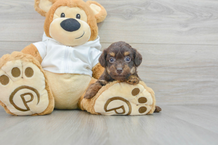 Meet Riva - our Mini Labradoodle Puppy Photo 1/3 - Puppy Love PR Smart Mini Labradoodle Poodle Mix Pup