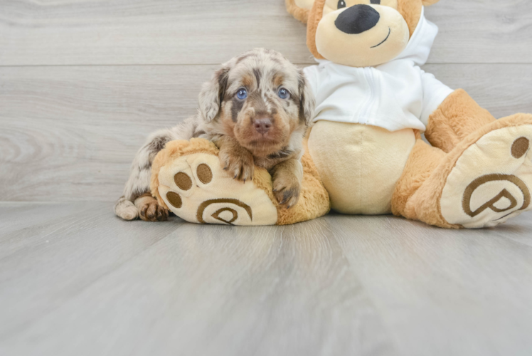 Meet Rockefeller - our Mini Labradoodle Puppy Photo 1/3 - Puppy Love PR Funny Mini Labradoodle Poodle Mix Pup