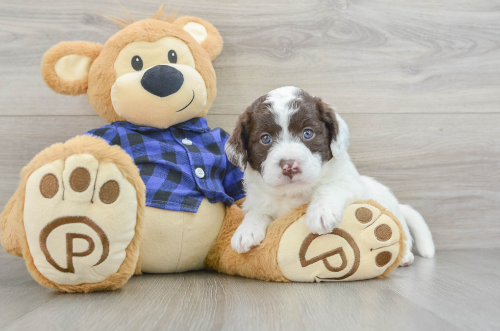 5 week old Mini Labradoodle Puppy For Sale - Puppy Love PR