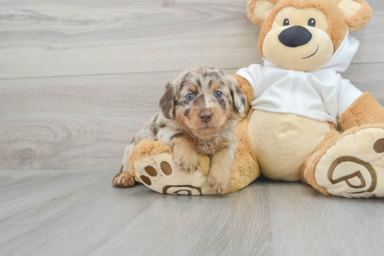 Energetic Labrador Poodle Mix Puppy