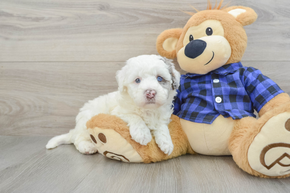 Mini Labradoodle Pup Being Cute