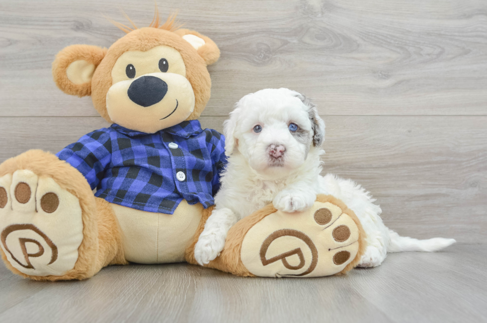 5 week old Mini Labradoodle Puppy For Sale - Puppy Love PR