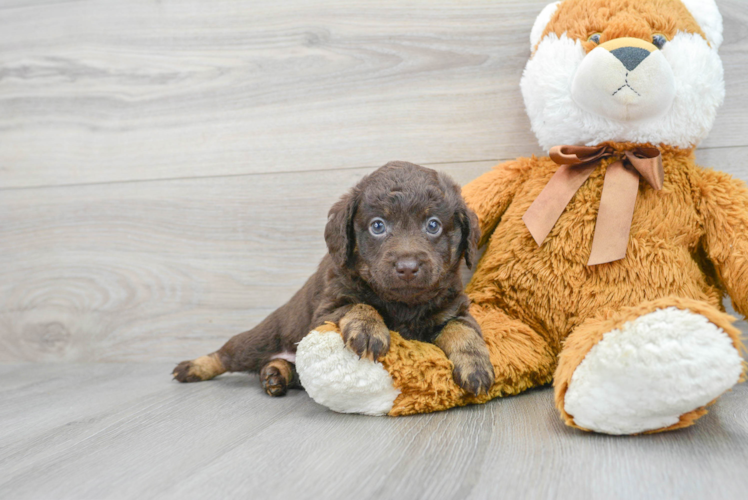 Small Mini Labradoodle Baby