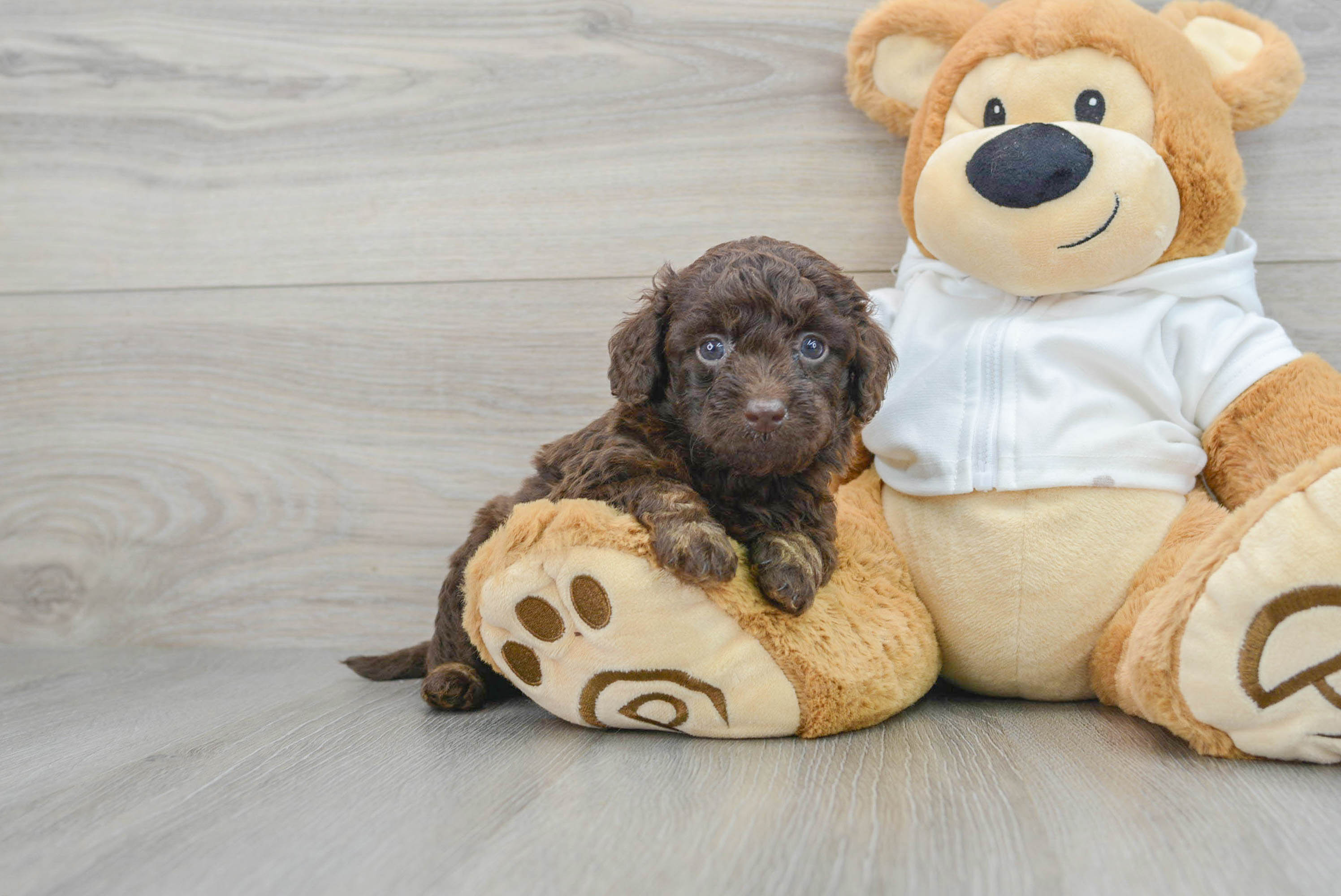 Best Mini Labradoodle Baby