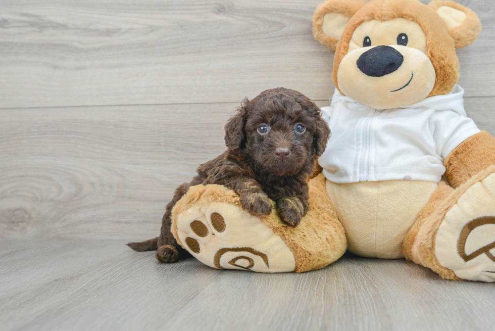 Best Mini Labradoodle Baby