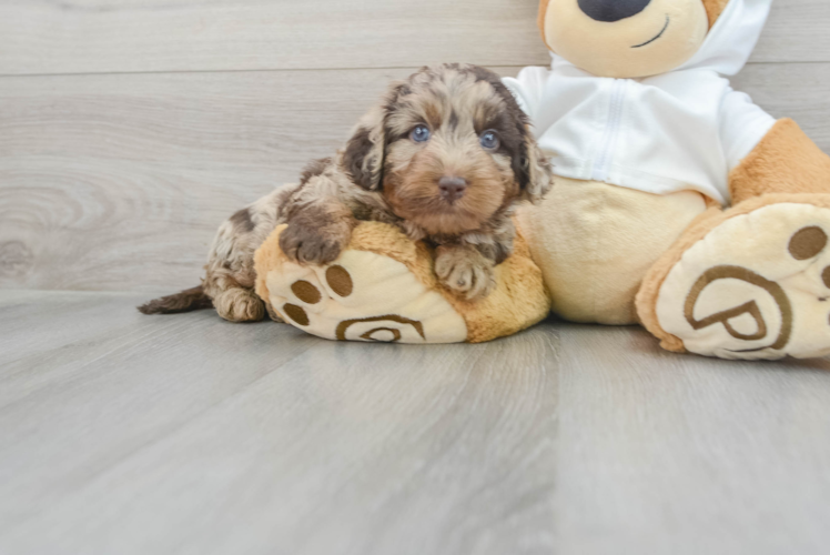 Meet Ronin - our Mini Labradoodle Puppy Photo 1/3 - Puppy Love PR Mini Labradoodle Puppy for Adoption