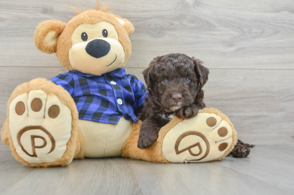 5 week old Mini Labradoodle Puppy For Sale - Puppy Love PR