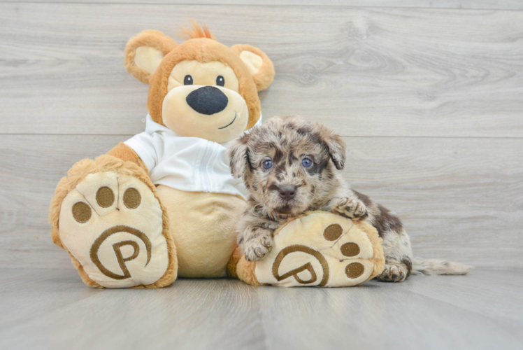 Mini Labradoodle Pup Being Cute