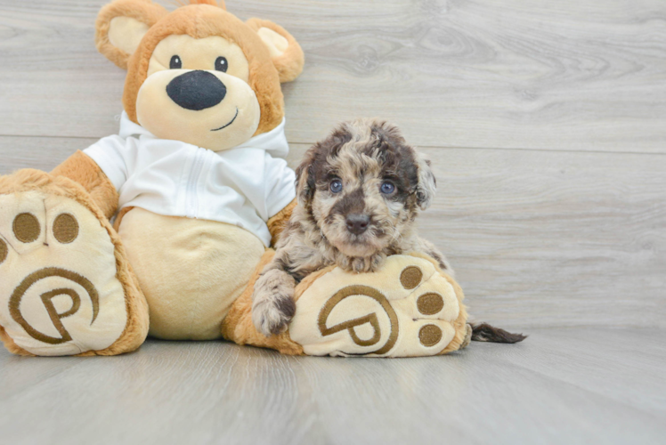 Meet Ruthie - our Mini Labradoodle Puppy Photo 1/3 - Puppy Love PR Mini Labradoodle Pup Being Cute