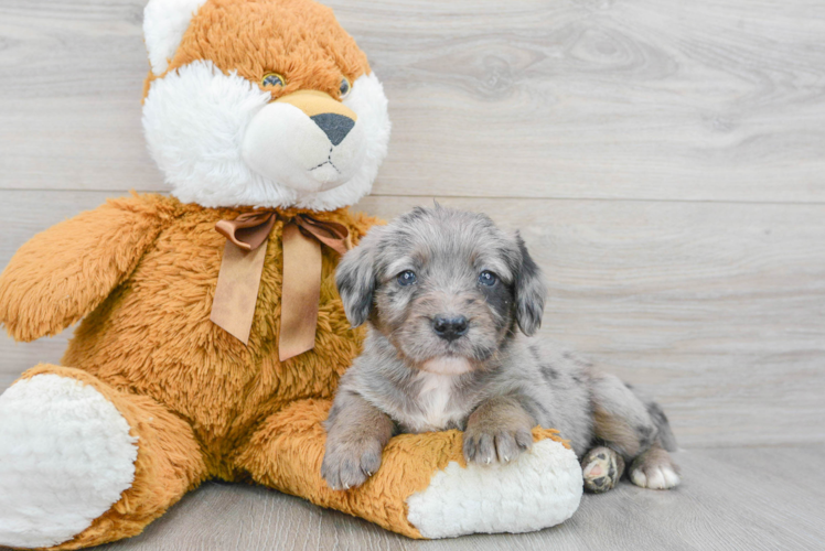 Meet Seinfeld - our Mini Labradoodle Puppy Photo 1/2 - Puppy Love PR Cute Mini Labradoodle Baby