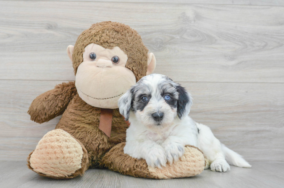 6 week old Mini Labradoodle Puppy For Sale - Puppy Love PR