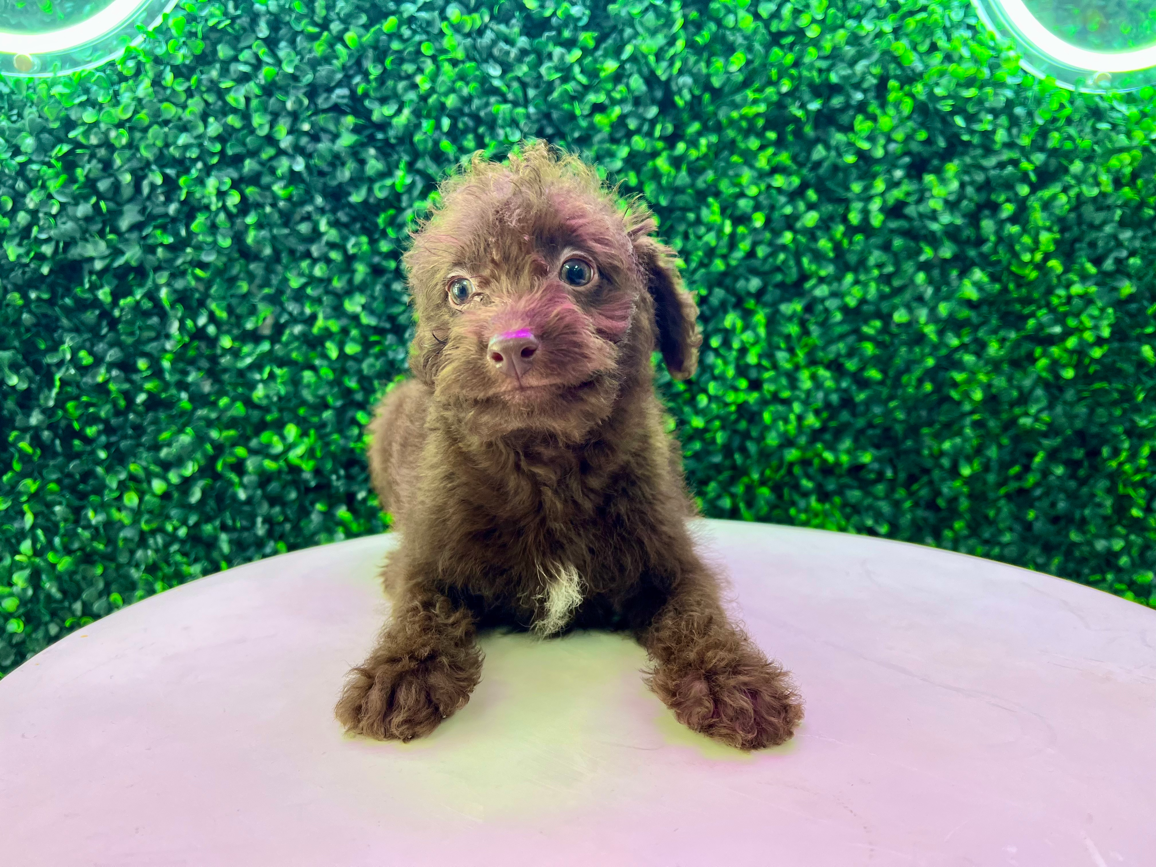 Mini Labradoodle Pup Being Cute