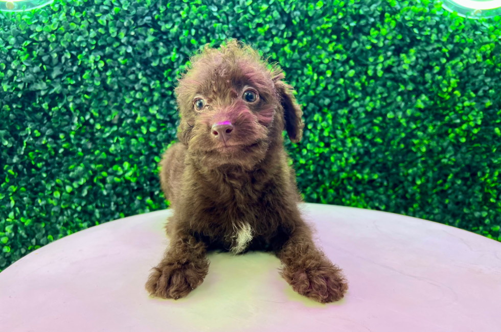 8 week old Mini Labradoodle Puppy For Sale - Puppy Love PR