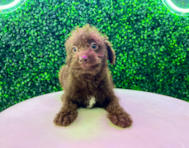 10 week old Mini Labradoodle Puppy For Sale - Puppy Love PR