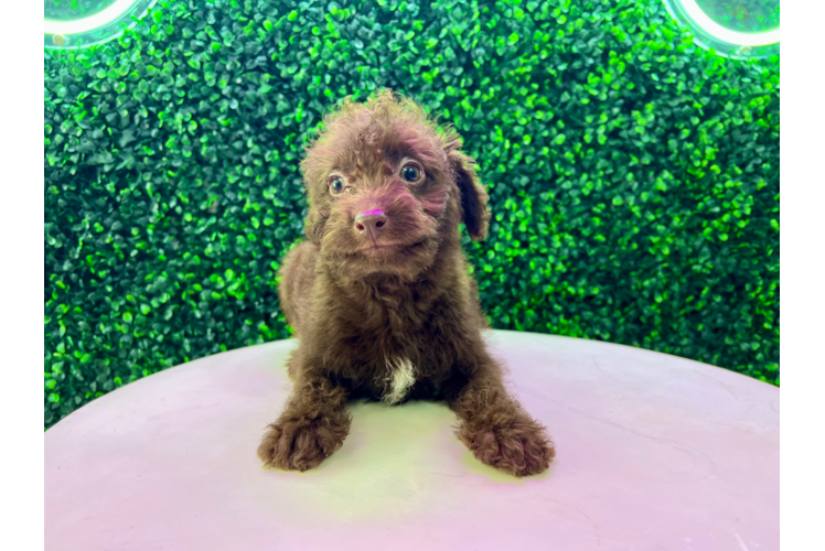 Mini Labradoodle Pup Being Cute