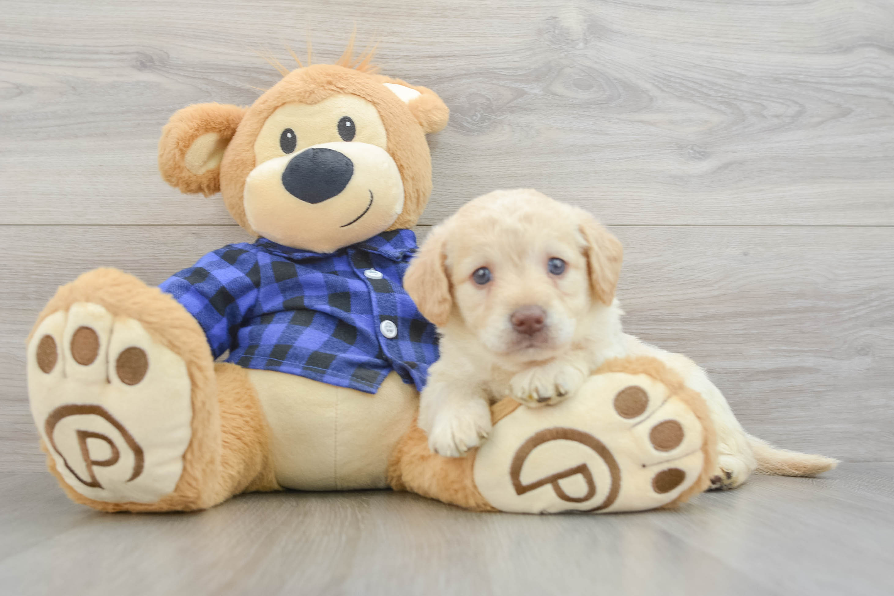 Mini Labradoodle Puppy for Adoption