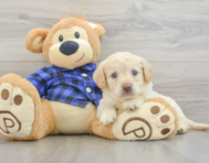 7 week old Mini Labradoodle Puppy For Sale - Puppy Love PR