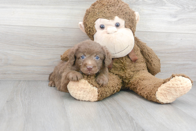 Meet Seinfeld - our Mini Labradoodle Puppy Photo 1/3 - Puppy Love PR Mini Labradoodle Puppy for Adoption