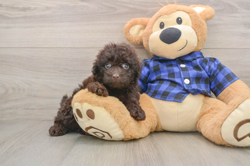 Best Mini Labradoodle Baby