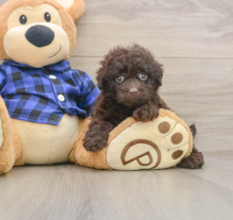 8 week old Mini Labradoodle Puppy For Sale - Puppy Love PR