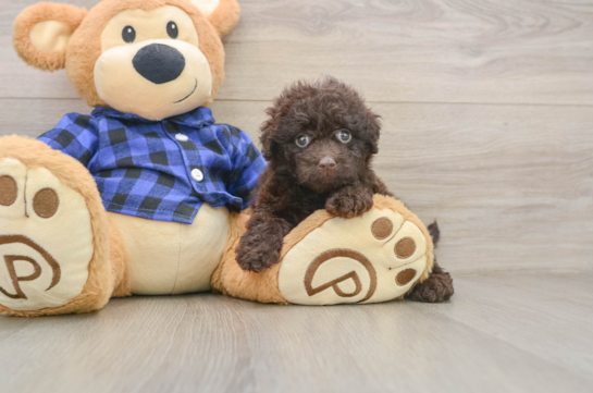 Mini Labradoodle Puppy for Adoption