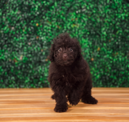 9 week old Mini Labradoodle Puppy For Sale - Puppy Love PR